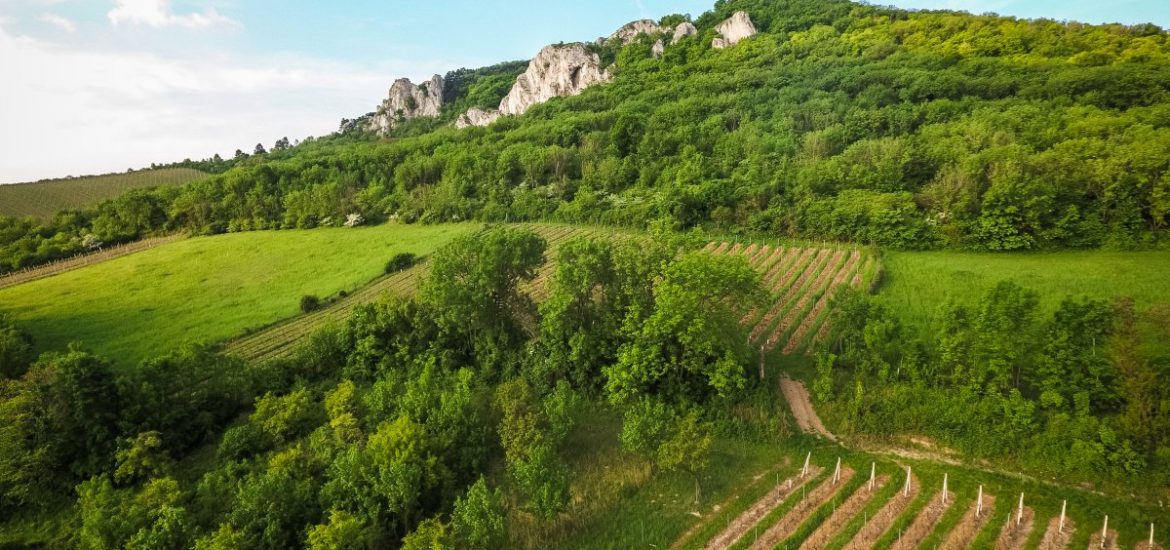 Summer in the Countryside