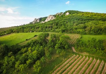Summer in the Countryside