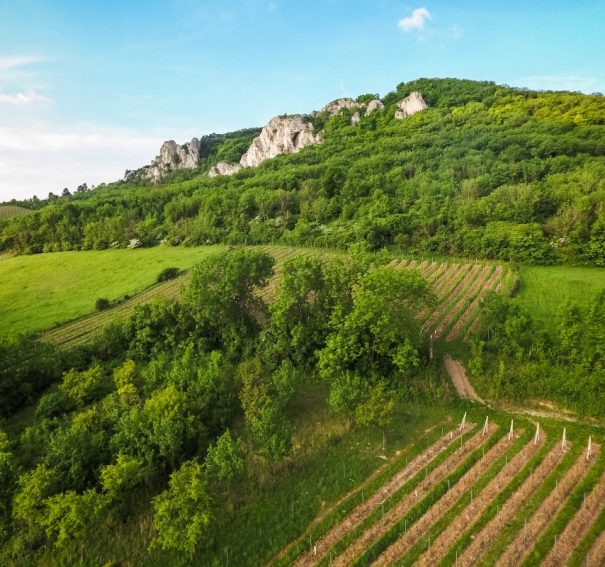 Summer in the Countryside
